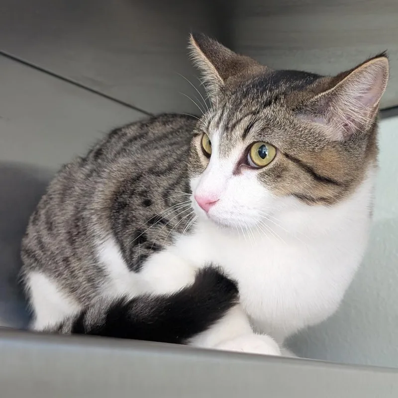 A baby medium-sized male Domestic Short Hair cat named Ganga Bai for adoption in Reno, NV