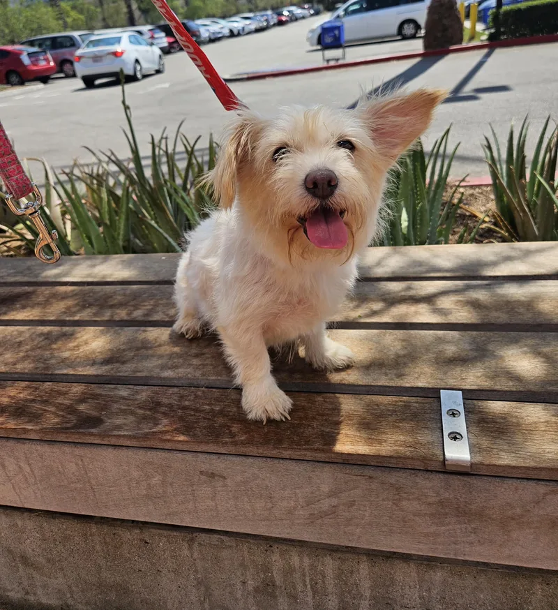 An adult small-sized female White / Cream Terrier dog named Mika for adoption in Los Angeles, CA