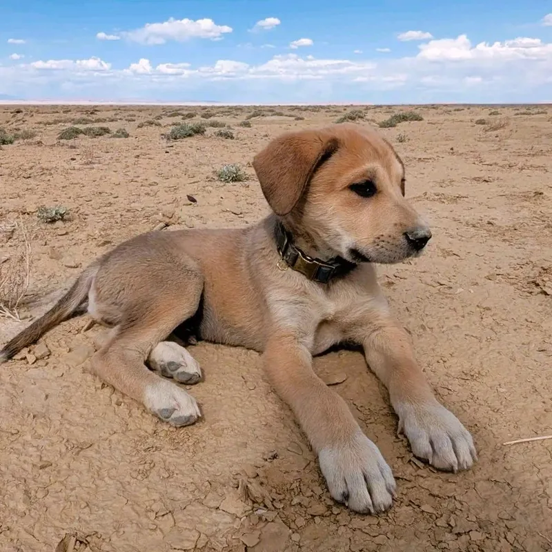 Supermax  Not Neutered thumbnail 5