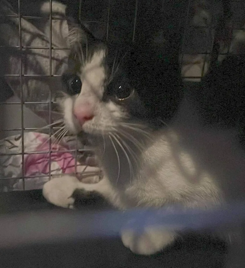 Magdalene Snow Angel thumbnail 4