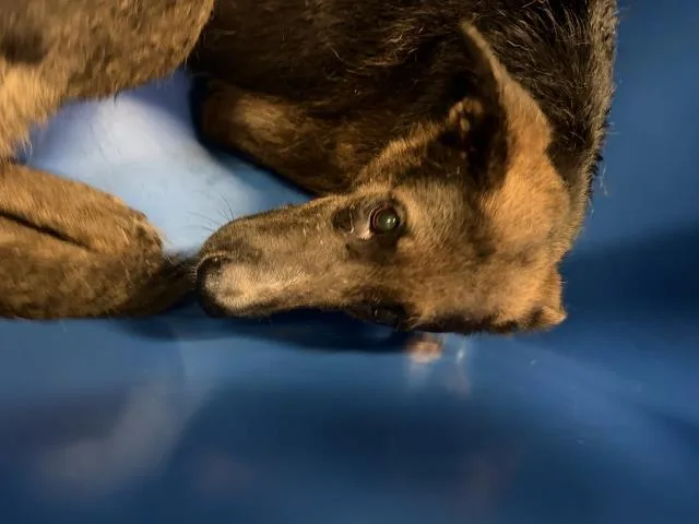 An adult extra large-sized female German Shepherd Dog dog named Baby for adoption in Dallas, TX
