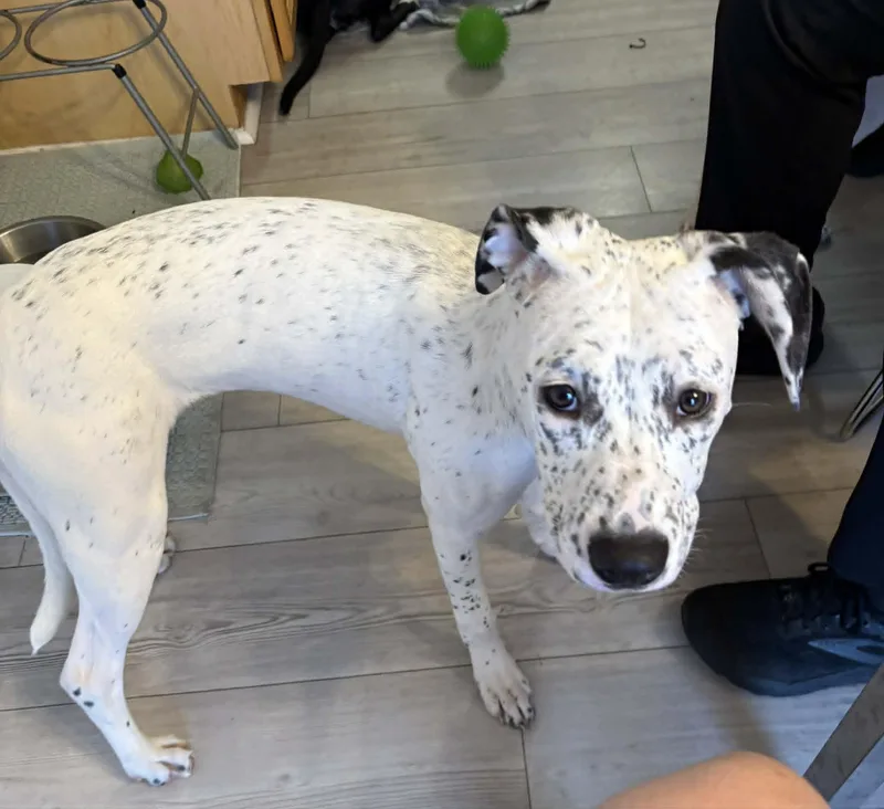 A baby medium-sized female White / Cream Mixed Breed dog named Nebula for adoption in Granite City, IL