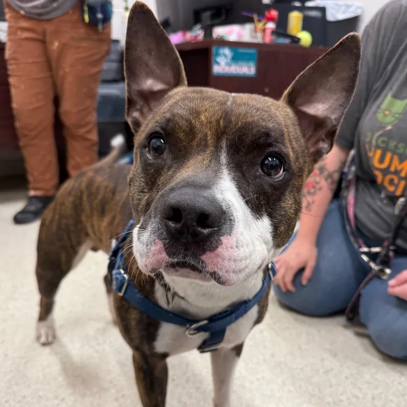 An adult medium-sized male Brindle Mixed Breed dog named Knox for adoption in Jacksonville, FL