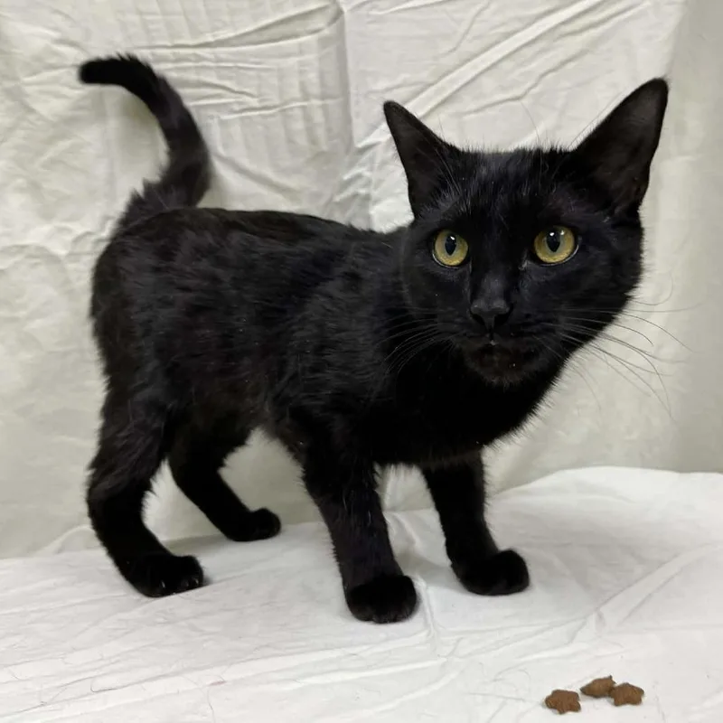 Banana Phone thumbnail 2