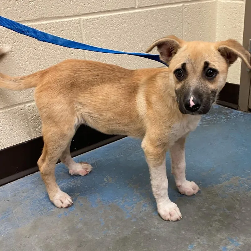 A baby small-sized female Yellow / Tan / Blond / Fawn Mixed Breed dog named Shellie for adoption in Memphis, TN