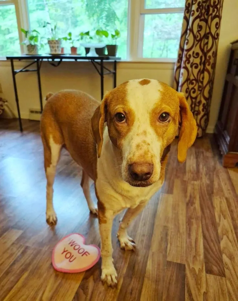 An adult medium-sized male Hound dog named Emersongreat family dog for adoption in Rootstown, OH