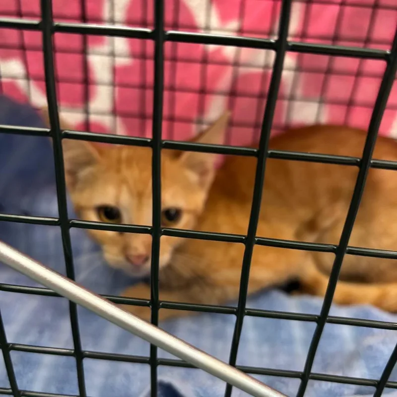 A baby small-sized female Orange / Red Domestic Short Hair cat named Belly for adoption in Montgomery, AL