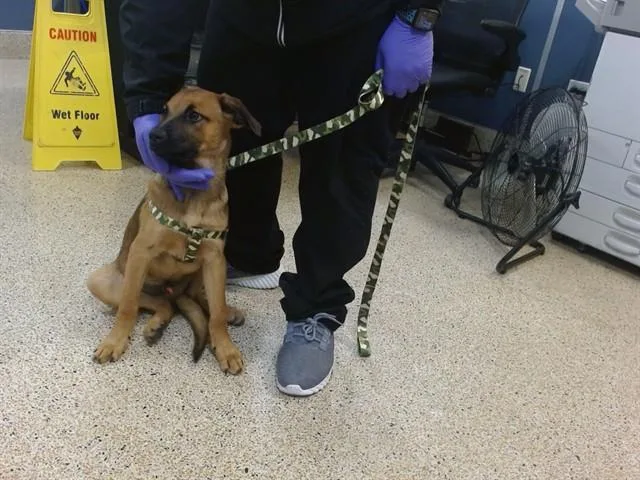 A baby small-sized male Terrier dog named Bengi for adoption in Miami, FL
