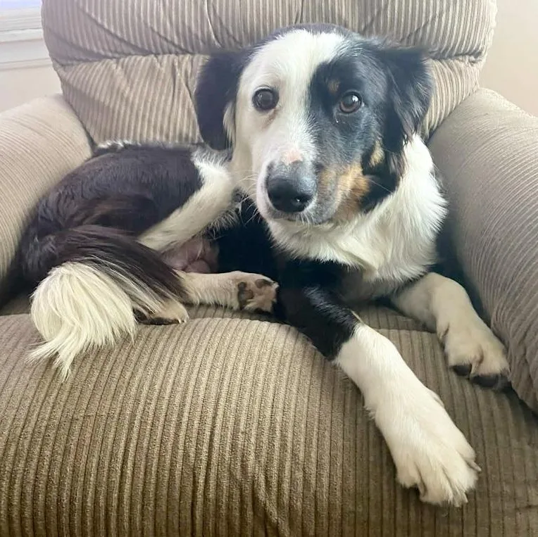 An adult medium-sized female Border Collie dog named Sunni for adoption in Toledo, OH