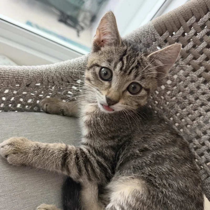 A baby small-sized male Brown / Chocolate Domestic Short Hair cat named Beans for adoption in Jupiter, FL