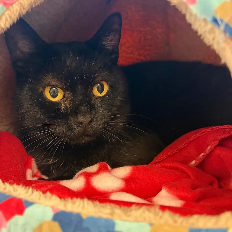 An adult large-sized male Black Domestic Short Hair cat named Moonshine FIV+ for adoption in Morrisville, VT