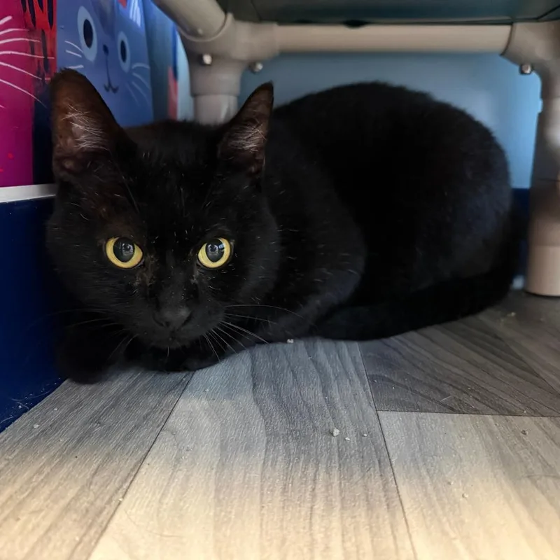Moonshine FIV+ thumbnail 2