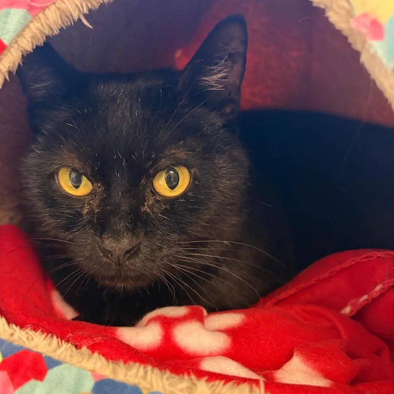 Moonshine FIV+ thumbnail 3