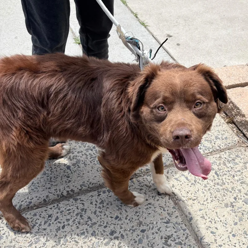 An adult large-sized male Red / Chestnut / Orange Mixed Breed dog named Atlas for adoption in Philadelphia, PA