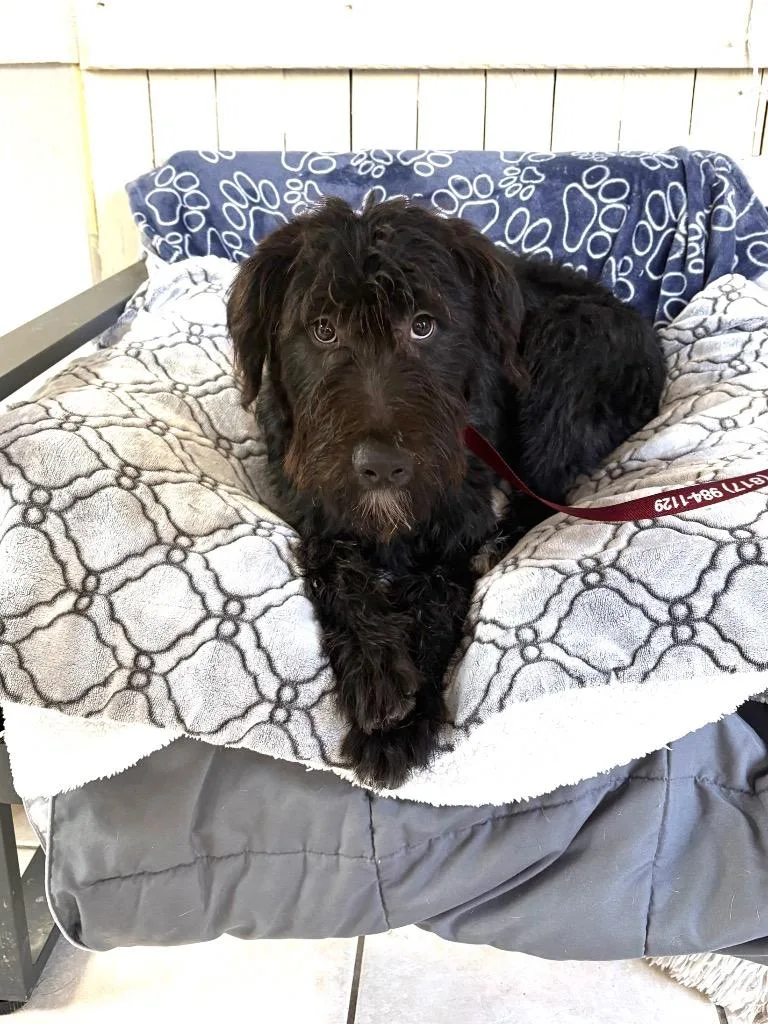 A baby medium-sized female Schnauzer dog named Wendy Darling for adoption in Fort Worth, TX
