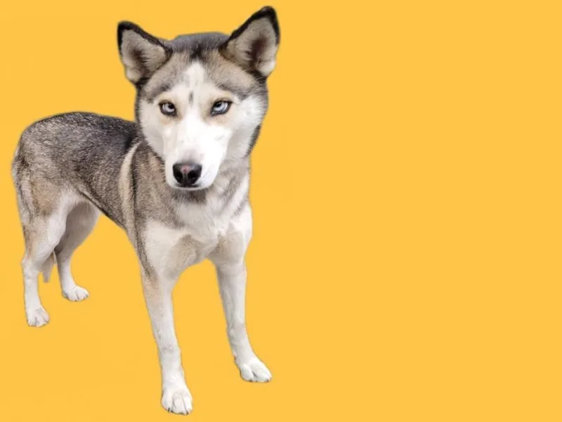 A young large-sized female Siberian Husky dog named Pearl for adoption in Los Angeles, CA