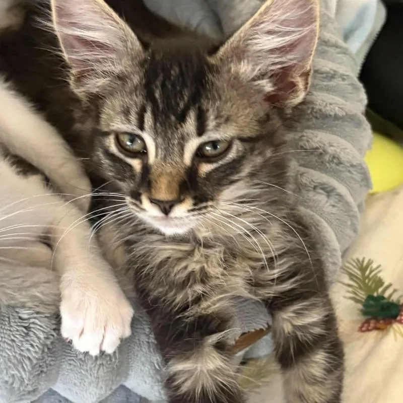 A baby small-sized male Brown / Chocolate Domestic Medium Hair cat named Bagera Storesund for adoption in Eagle Mountain, UT