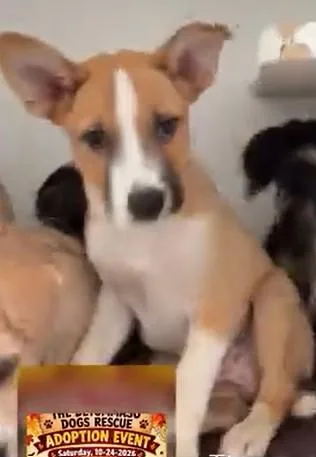 A baby small-sized male Golden Corgi dog named Rocco for adoption in Poway, CA