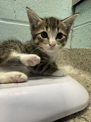 A baby small-sized male Domestic Short Hair cat named Conrad for adoption in Fishers, IN