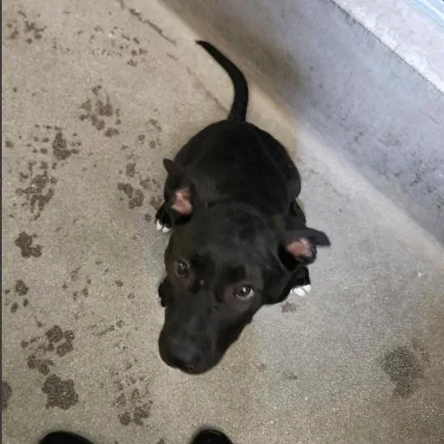 A baby small-sized male Black Black Labrador Retriever dog named Frodo for adoption in Mission Hills, CA