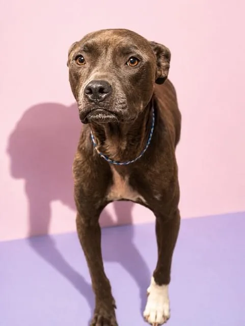 An adult medium-sized female Mixed Breed dog named Mali for adoption in Jacksonville, FL