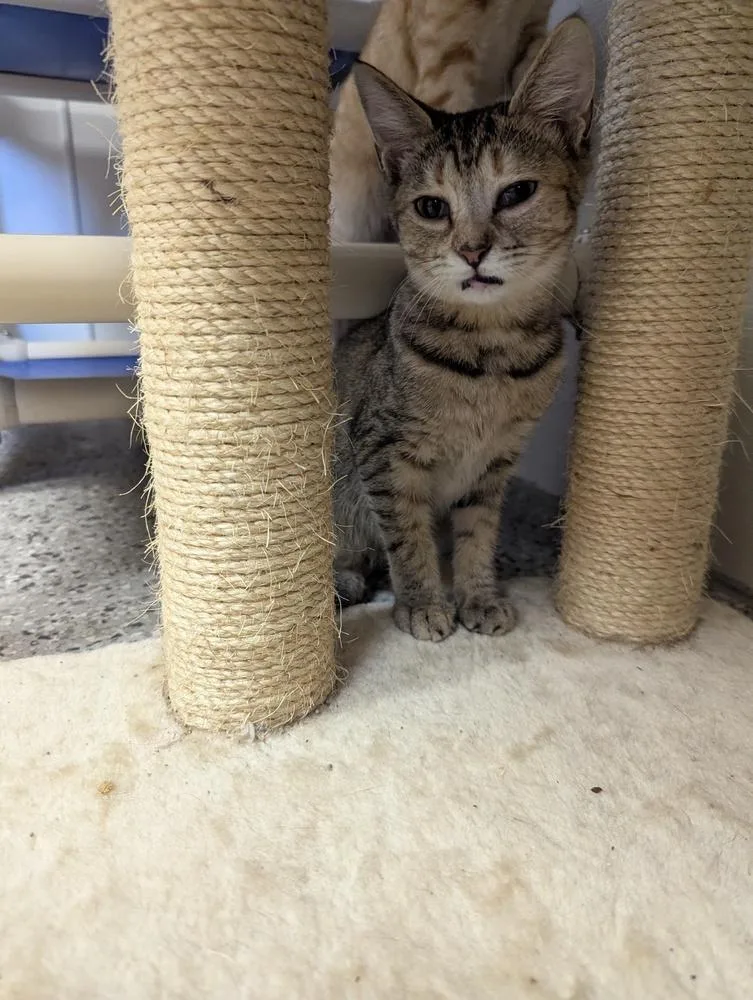 A baby small-sized female Domestic Short Hair cat named Polly for adoption in Fort Walton Beach, FL