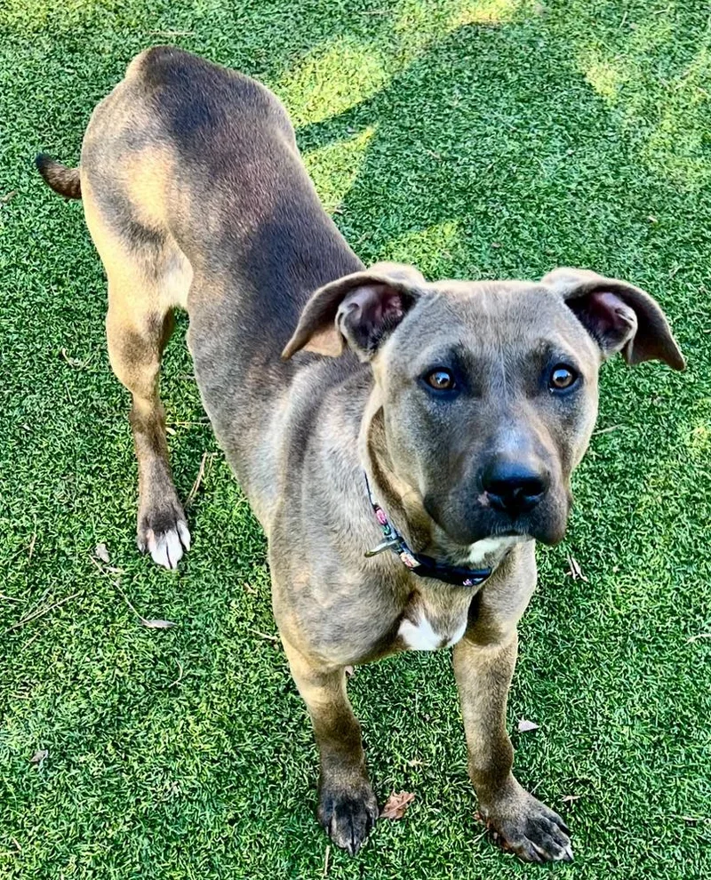 Oakleigh thumbnail 2