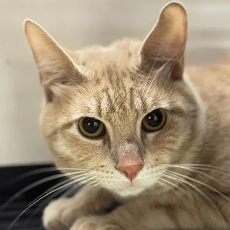 An adult large-sized male Orange / Red Domestic Short Hair cat named Tim Furry for adoption in Santa Barbara, CA
