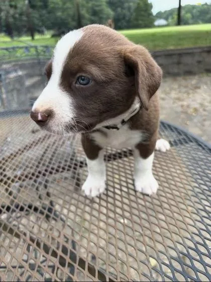 A baby medium-sized male Border Collie dog named Willem for adoption in Morton Grove, IL