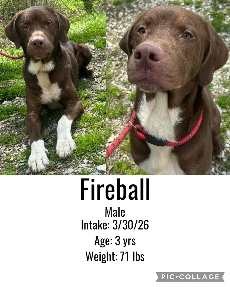 Fireball