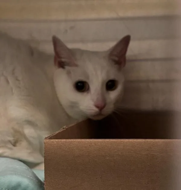An adult medium-sized female Domestic Short Hair cat named Ms. Diamond for adoption in Ridgewood, NY