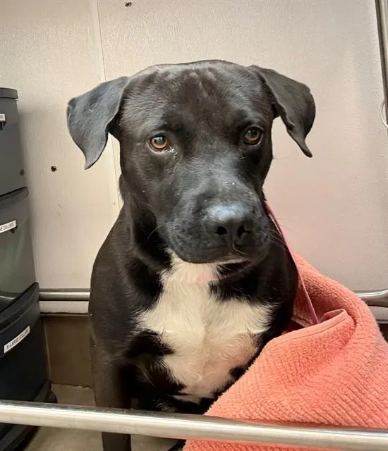 An adult medium-sized male Pit Bull Terrier dog named Courage for adoption in Tucson, AZ