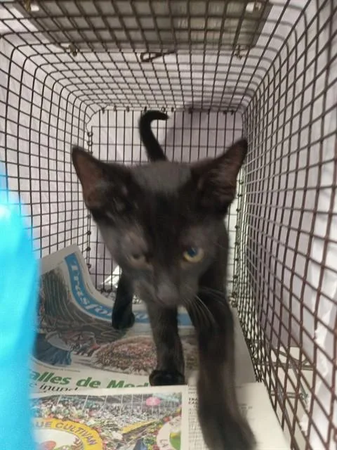 A baby small-sized male Domestic Short Hair cat named Batman for adoption in Fort Lauderdale, FL
