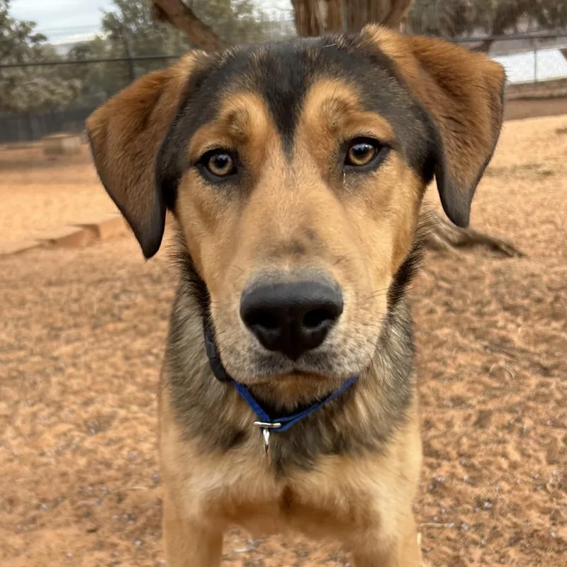 An adult medium-sized male Black German Shepherd Dog dog named Forest for adoption in Kanab, UT