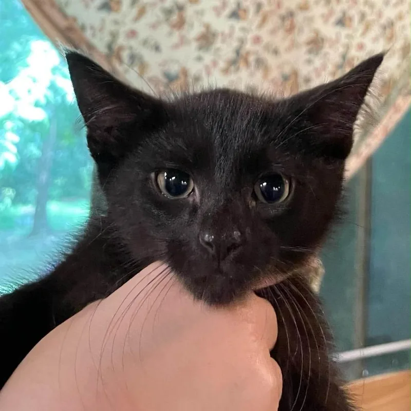 A baby small-sized male Black Domestic Short Hair cat named Sir Ash for adoption in Inwood, WV