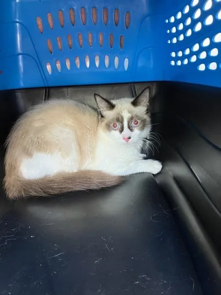 A baby small-sized male Domestic Short Hair cat named Raff for adoption in Troutdale, OR