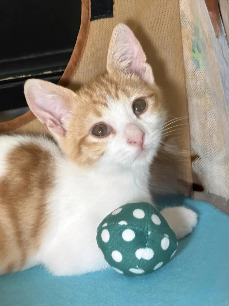 A baby small-sized male Orange & White Tabby cat named Cody for adoption in Yorba Linda, CA