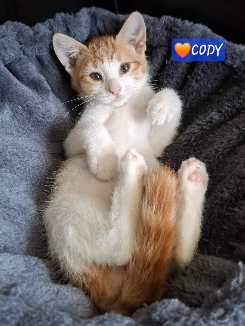 Cody thumbnail 3