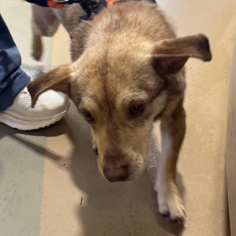 An adult small-sized male Brown / Chocolate Mixed Breed dog named Conrad for adoption in Winston-Salem, NC
