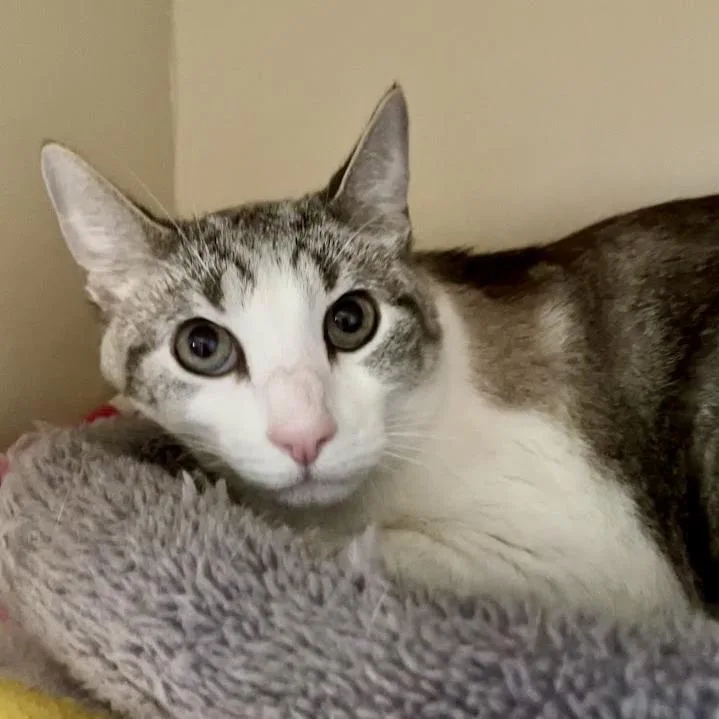 A senior large-sized male Gray / Blue / Silver Domestic Short Hair cat named Cocoa for adoption in DeKalb, IL
