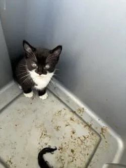 A baby small-sized male Domestic Short Hair cat named Felix for adoption in Stockton, CA