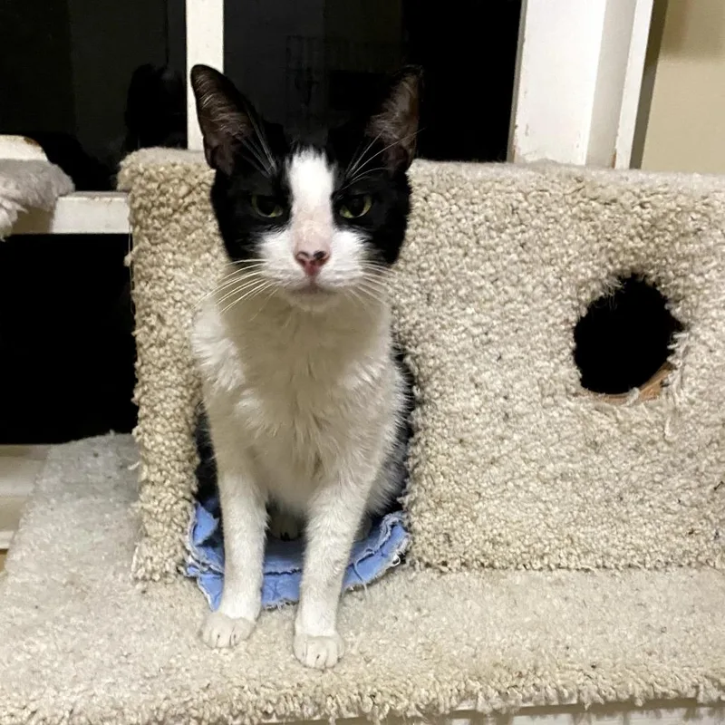 An adult medium-sized male White Domestic Short Hair cat named Charming for adoption in Boston, MA