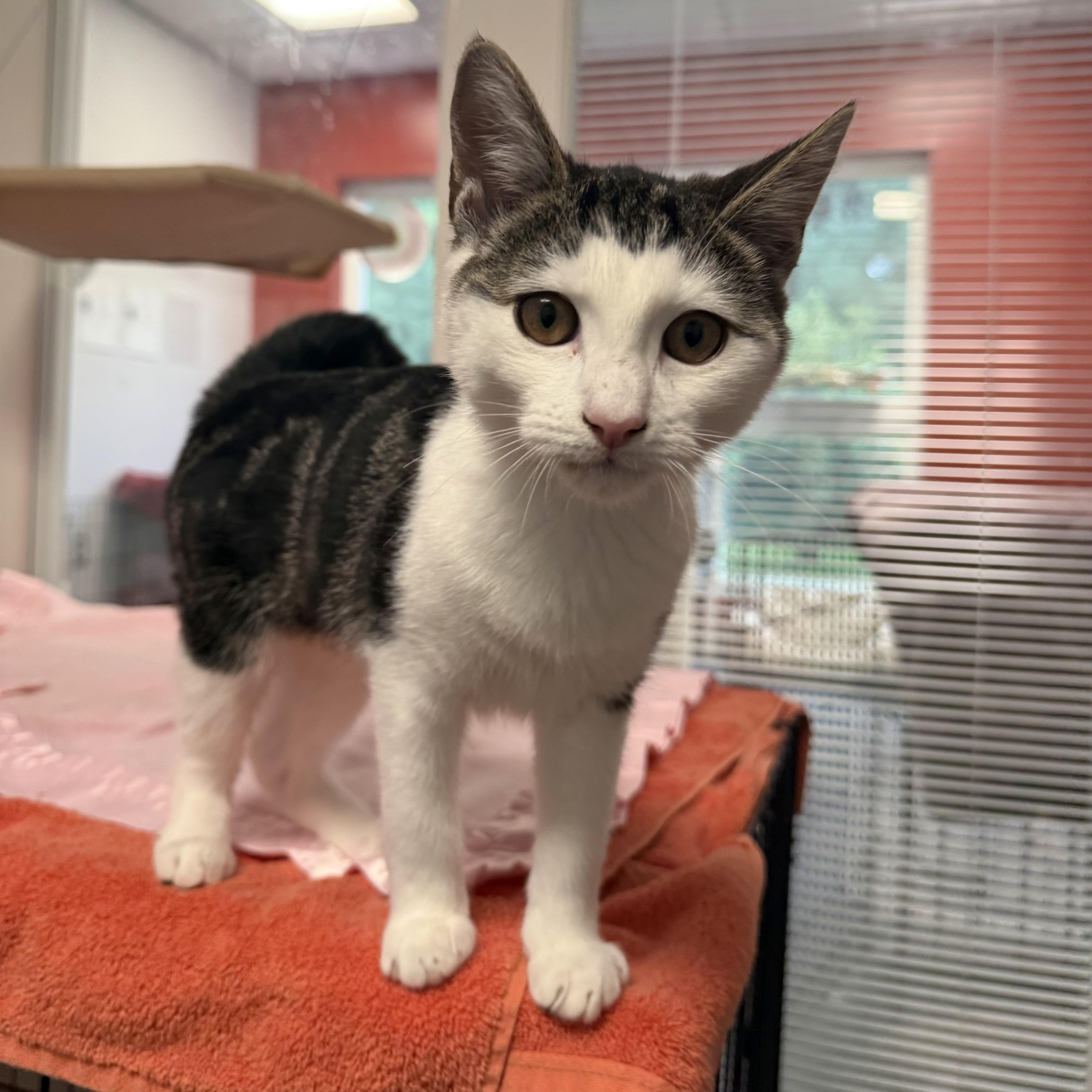 A baby small-sized female Tabby (Brown / Chocolate) Domestic Short Hair cat named Anne Bronte for adoption in North Haven, CT