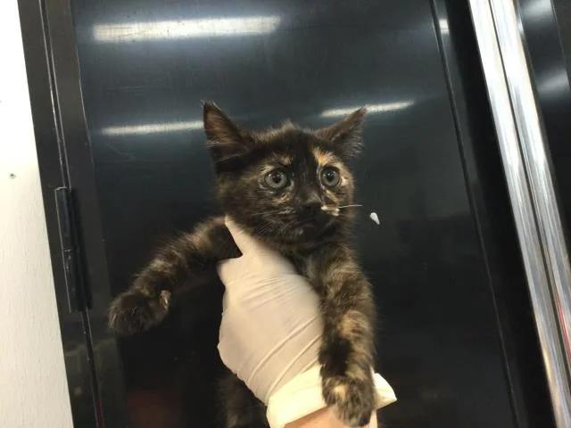 A baby small-sized female Domestic Short Hair cat named Misty for adoption in Thousand Palms, CA