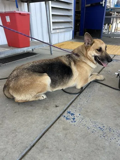 A young large-sized female German Shepherd Dog dog named Veronica for adoption in Bakersfield, CA