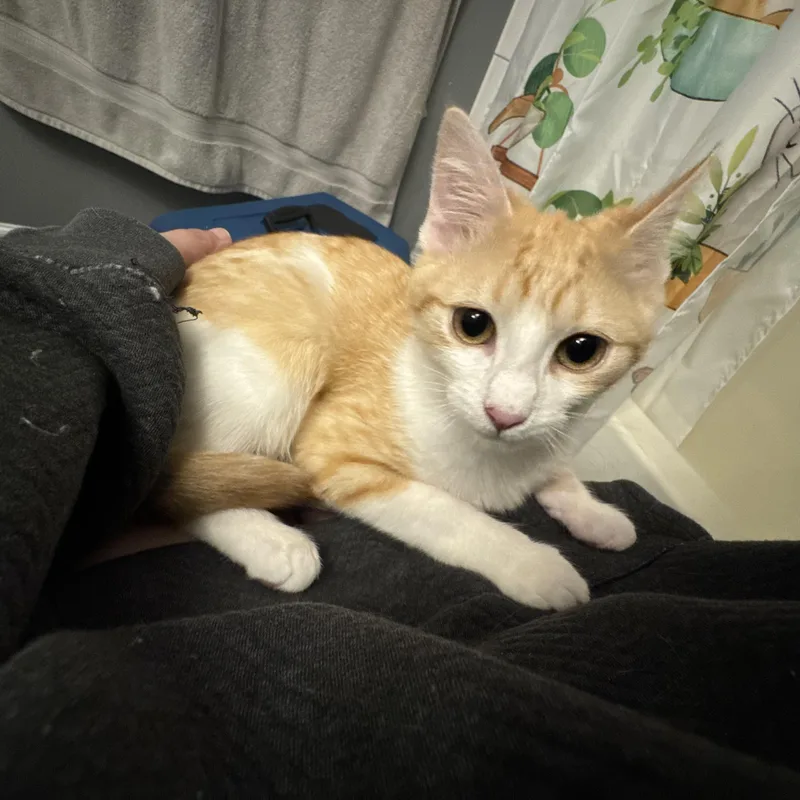 A baby small-sized female Orange & White Domestic Short Hair cat named Velma for adoption in Wanaque, NJ