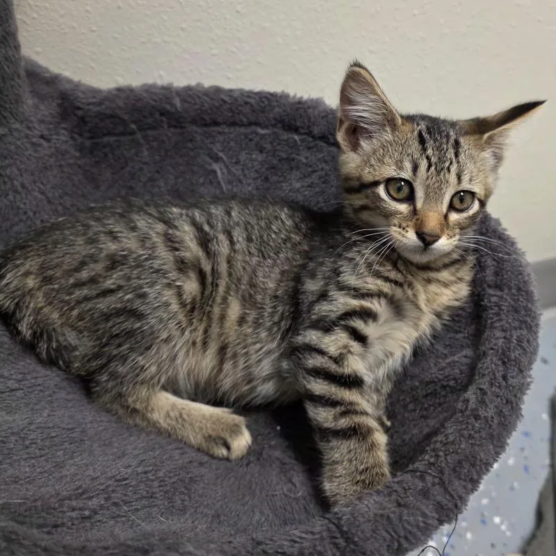 A young small-sized female Domestic Short Hair cat named Montana for adoption in Yankton, SD