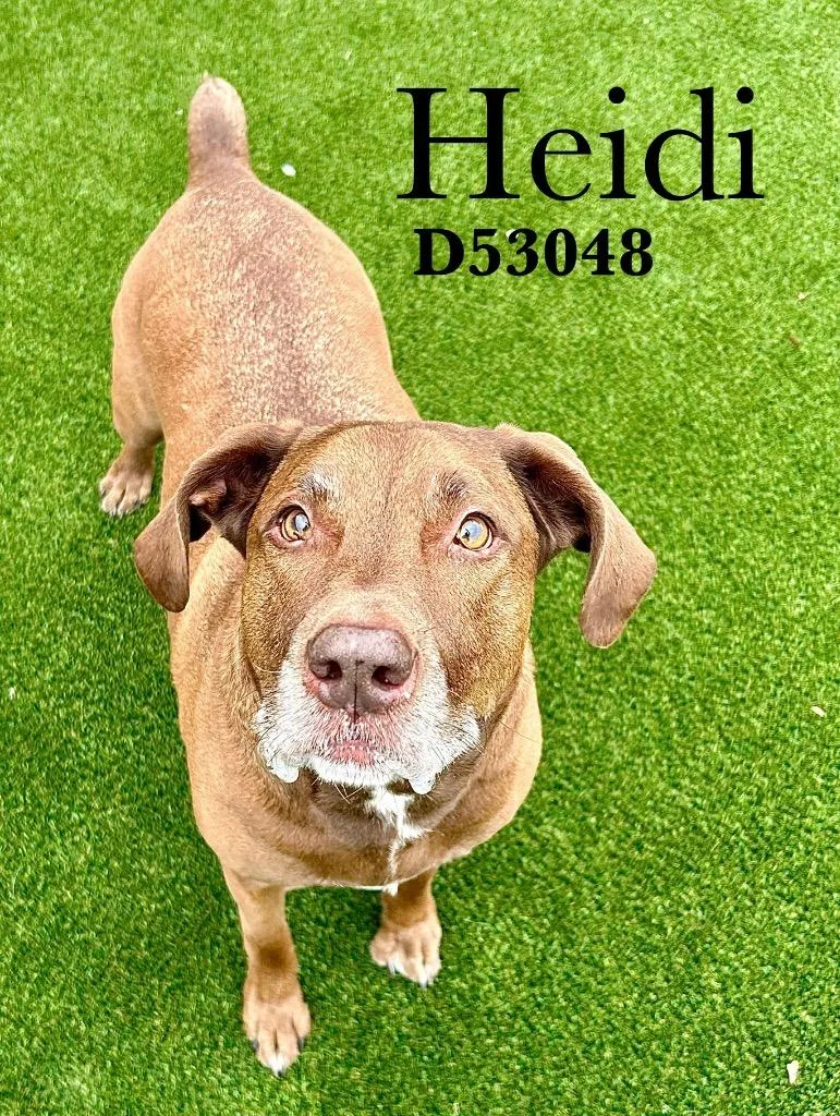 Heidi