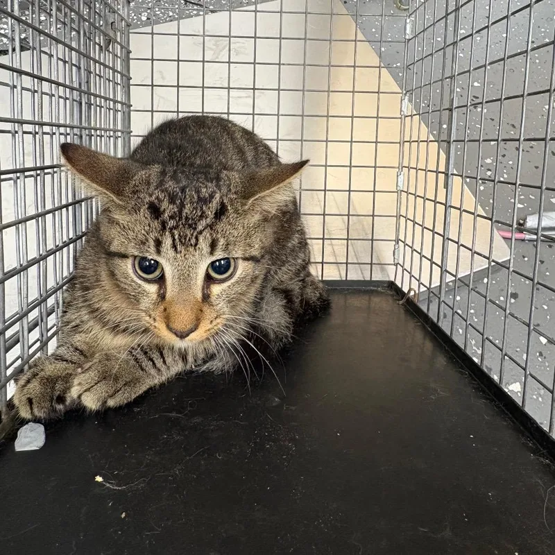 A young medium-sized male Domestic Short Hair cat named Fractious Kelp for adoption in Columbiana, AL