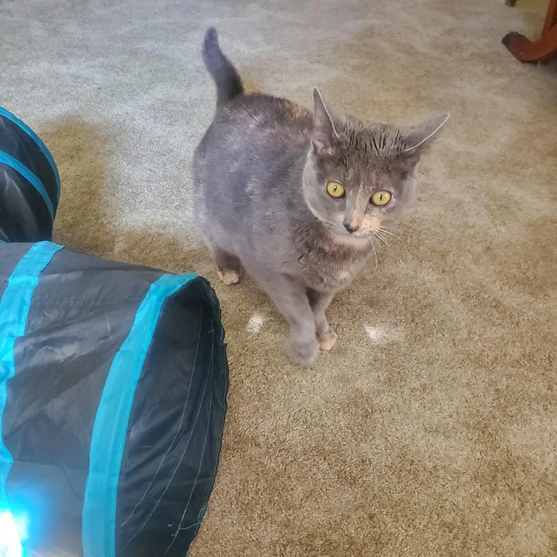 An adult medium-sized female Domestic Short Hair cat named Angel for adoption in Northfield, OH